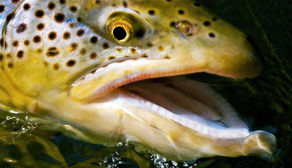 Think Twice About Your Tippet Size - Fly Fishing, Gink and Gasoline, How  to Fly Fish, Trout Fishing, Fly Tying