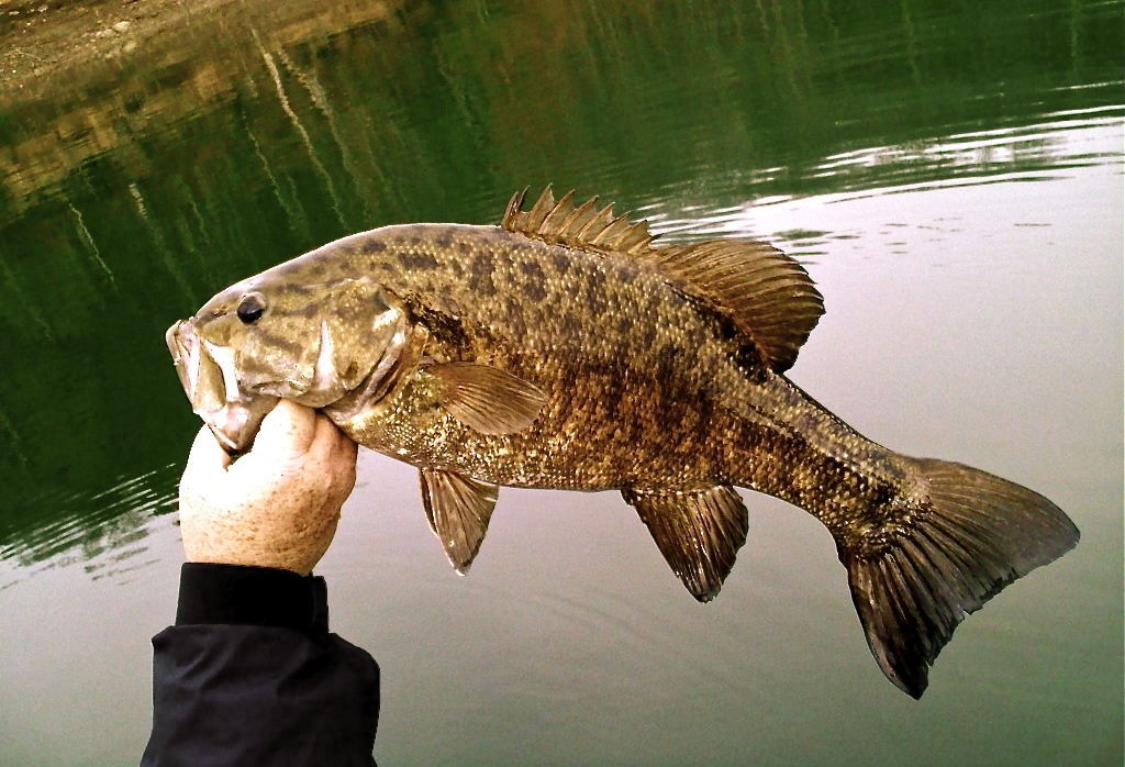 Fly Fishing for Smallmouth Bass — The Catawba Angler