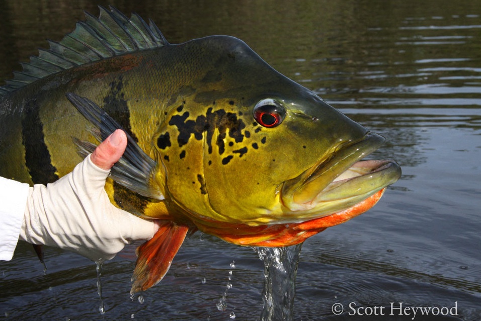 Peacock Bass In The , Part 2 - Fly Fishing