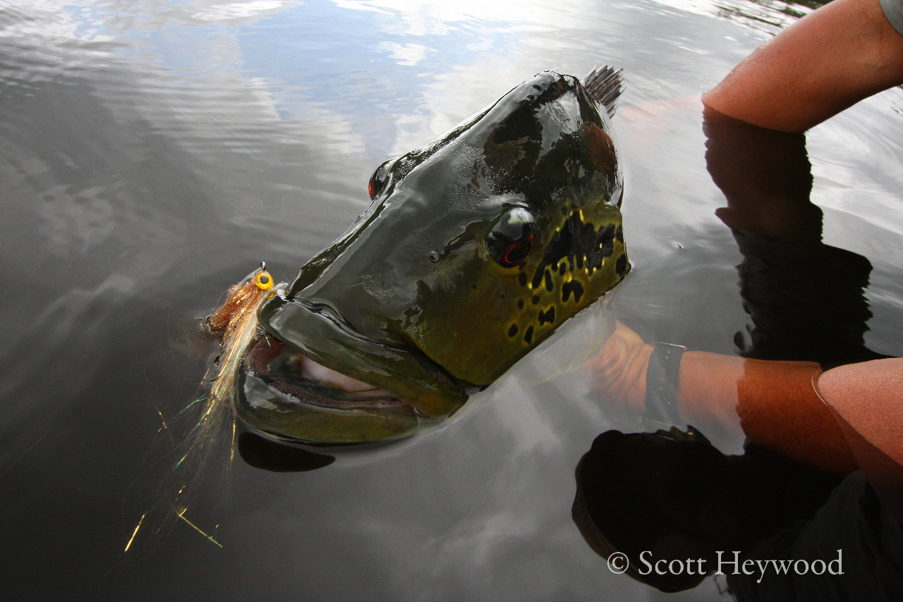 Fishing With Fabel: Peacock Bass On The Fly 