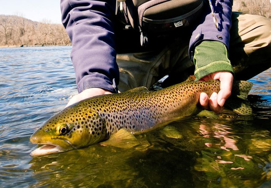 https://www.ginkandgasoline.com/wp-content/uploads/2012/01/brown-trout-fishing-white-river.jpg