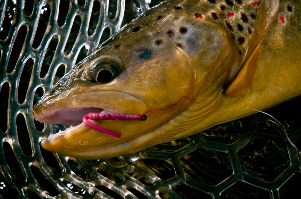 san juan worm - Fly Fishing, Gink and Gasoline, How to Fly Fish, Trout  Fishing, Fly Tying