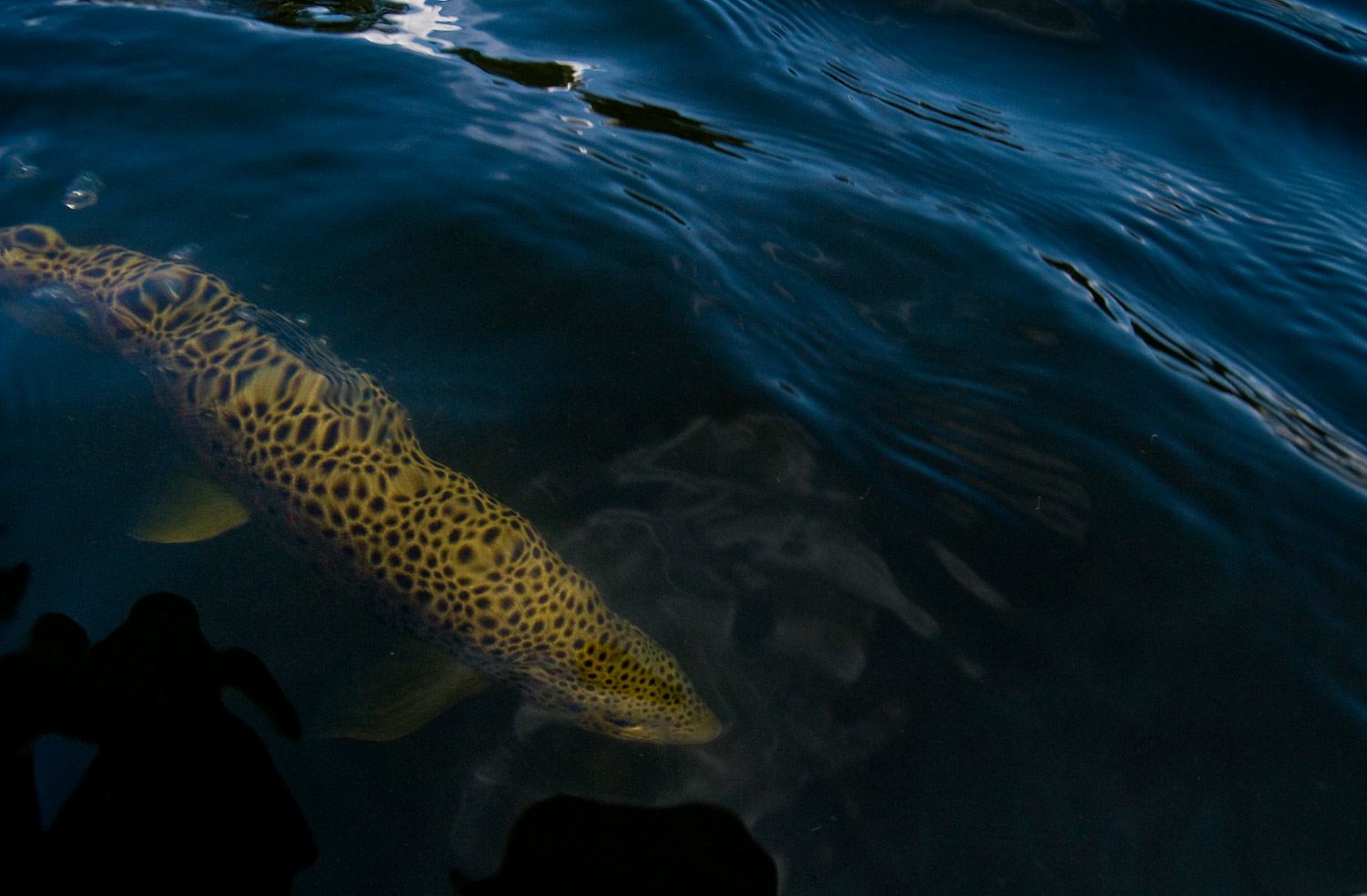 Fish, Flies & Water » Some Leaders for Trout
