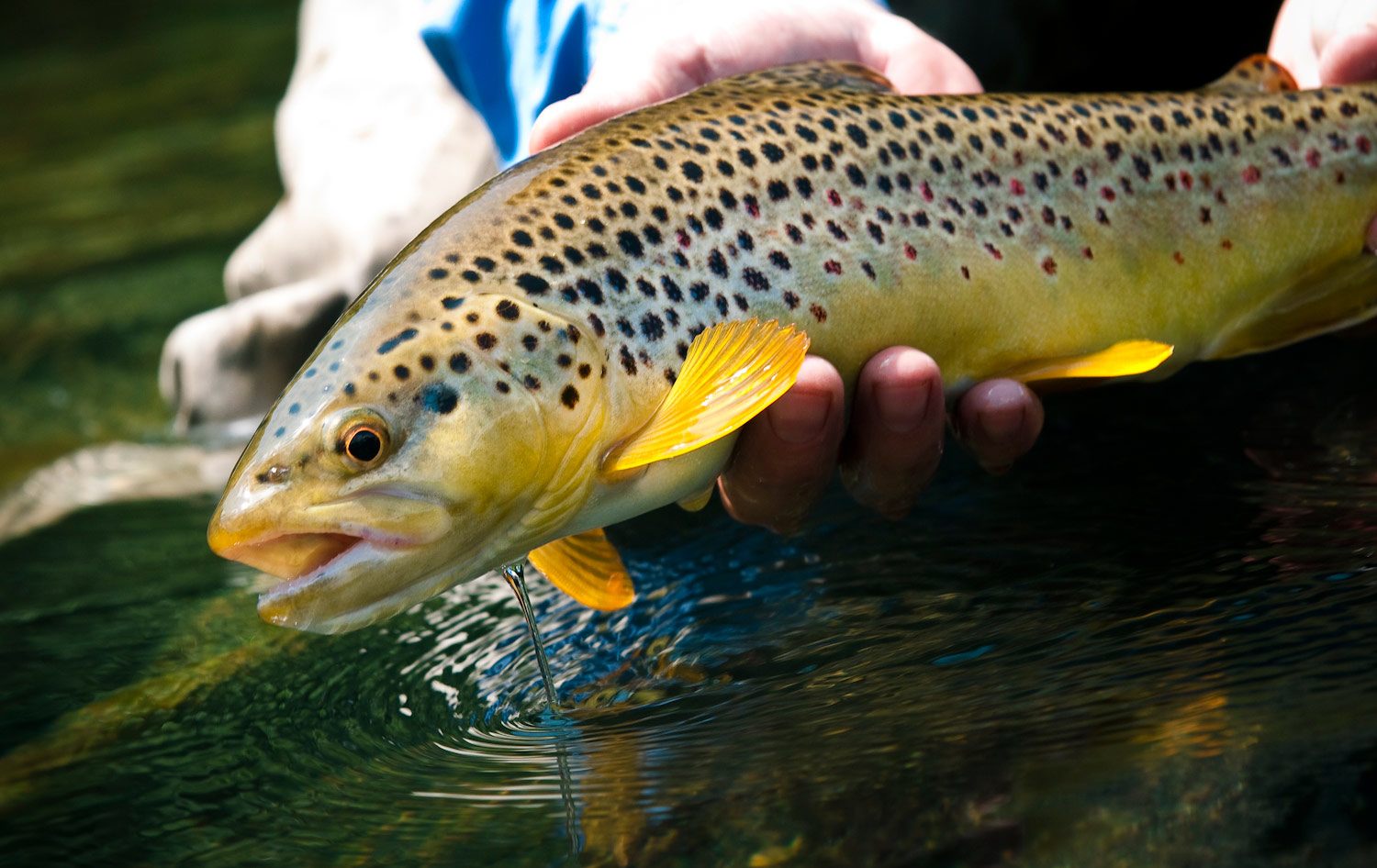 How to Choose Leader Size and Length When Fly Fishing Trout - blog