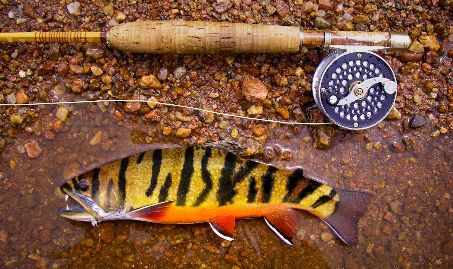 Tiger Trout - Fly Fishing, Gink and Gasoline