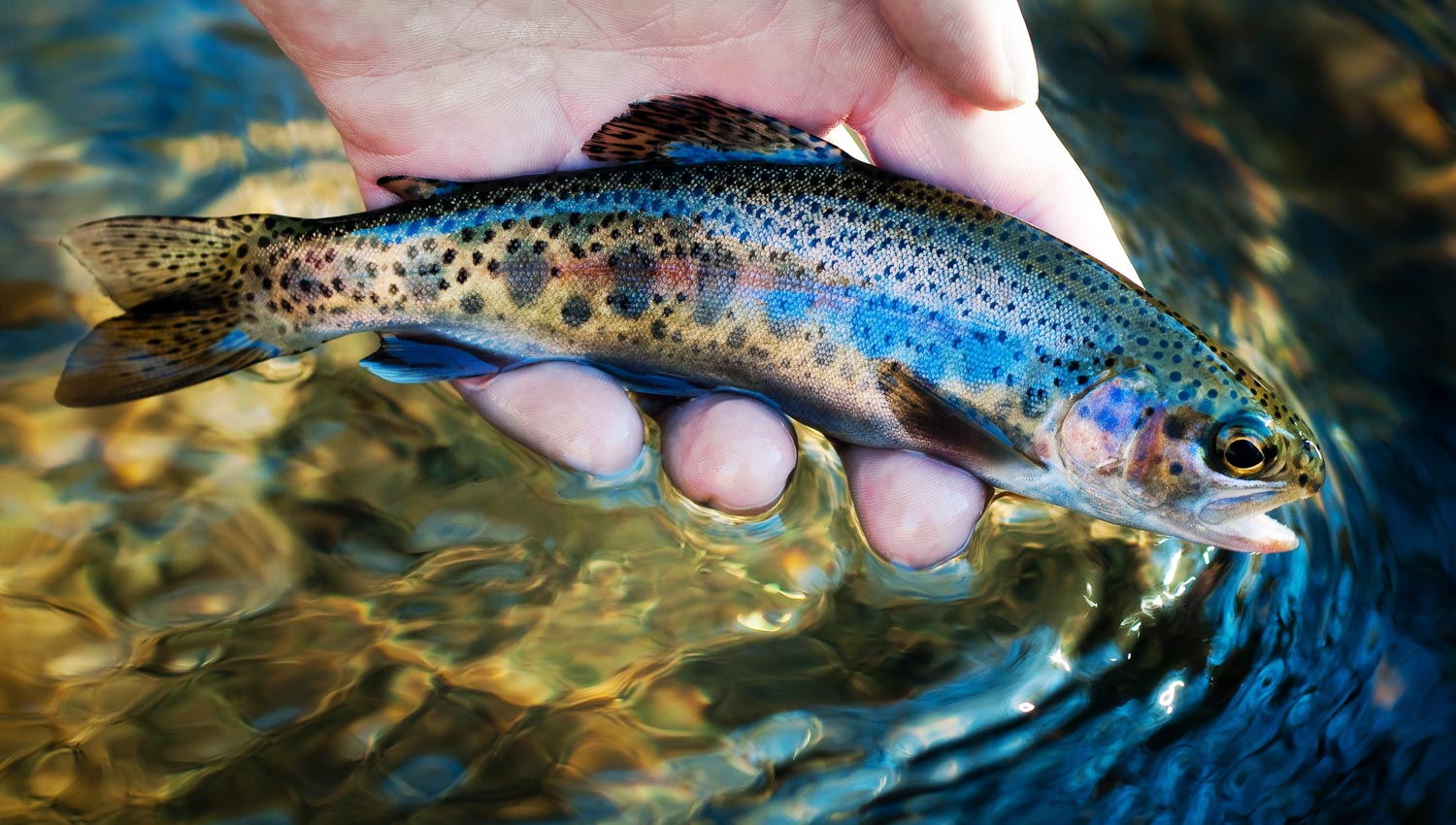 In Defense of Trout, Where I Belong - Fly Fishing, Gink and Gasoline, How  to Fly Fish, Trout Fishing, Fly Tying