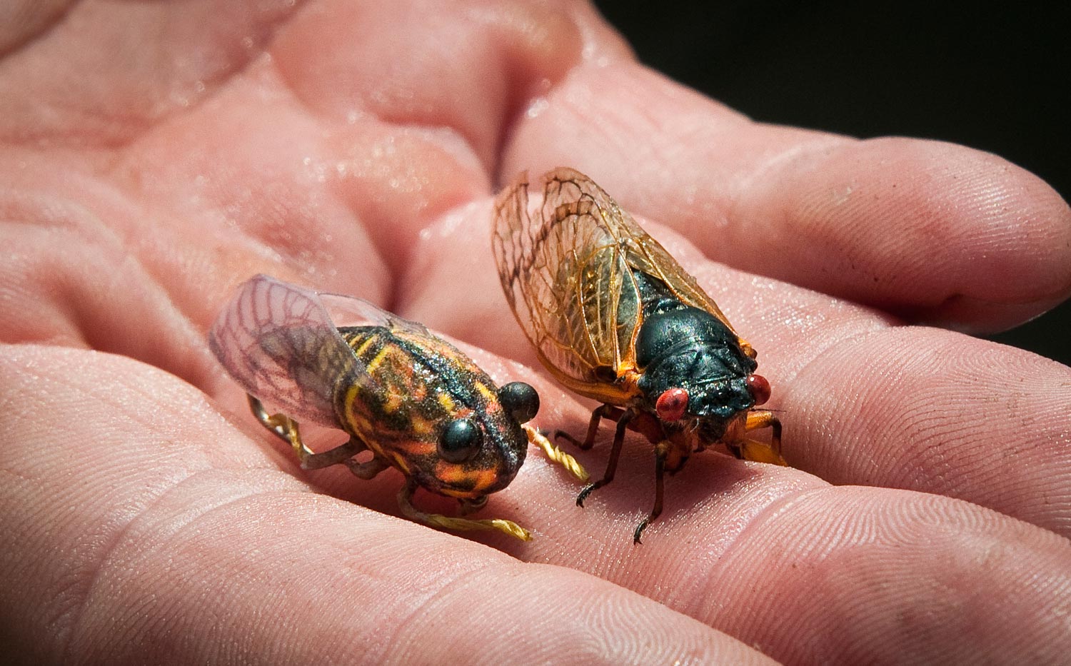 fly fishing with cicadas - Fly Fishing, Gink and Gasoline