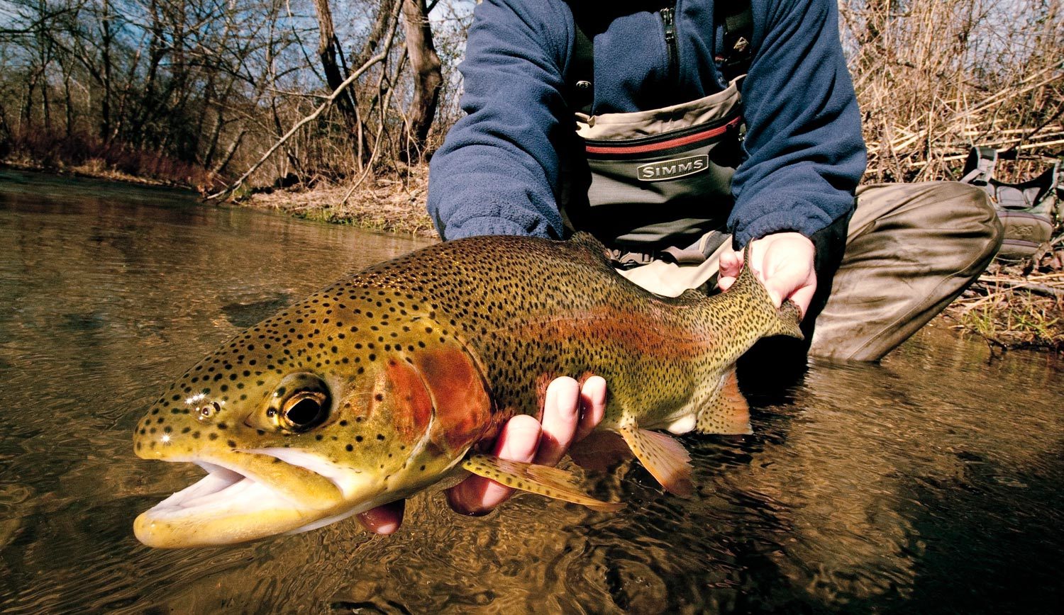 Fly Fishing: Don't Overlook The Trout Water Close To You - Fly