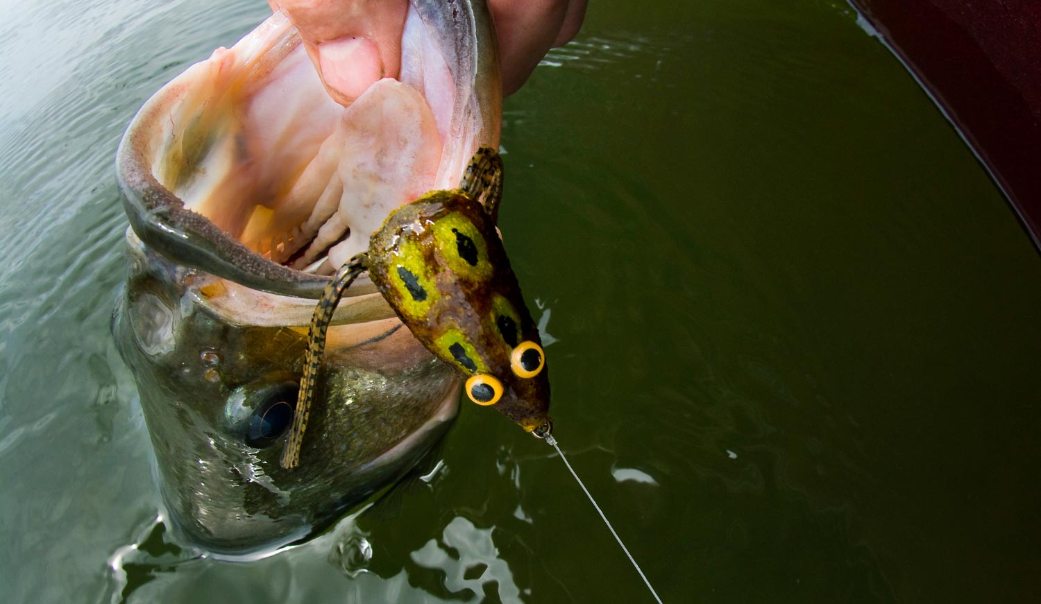 Fly Fishing Bass: 5 Tips for Fishing Frog Patterns Around Grass