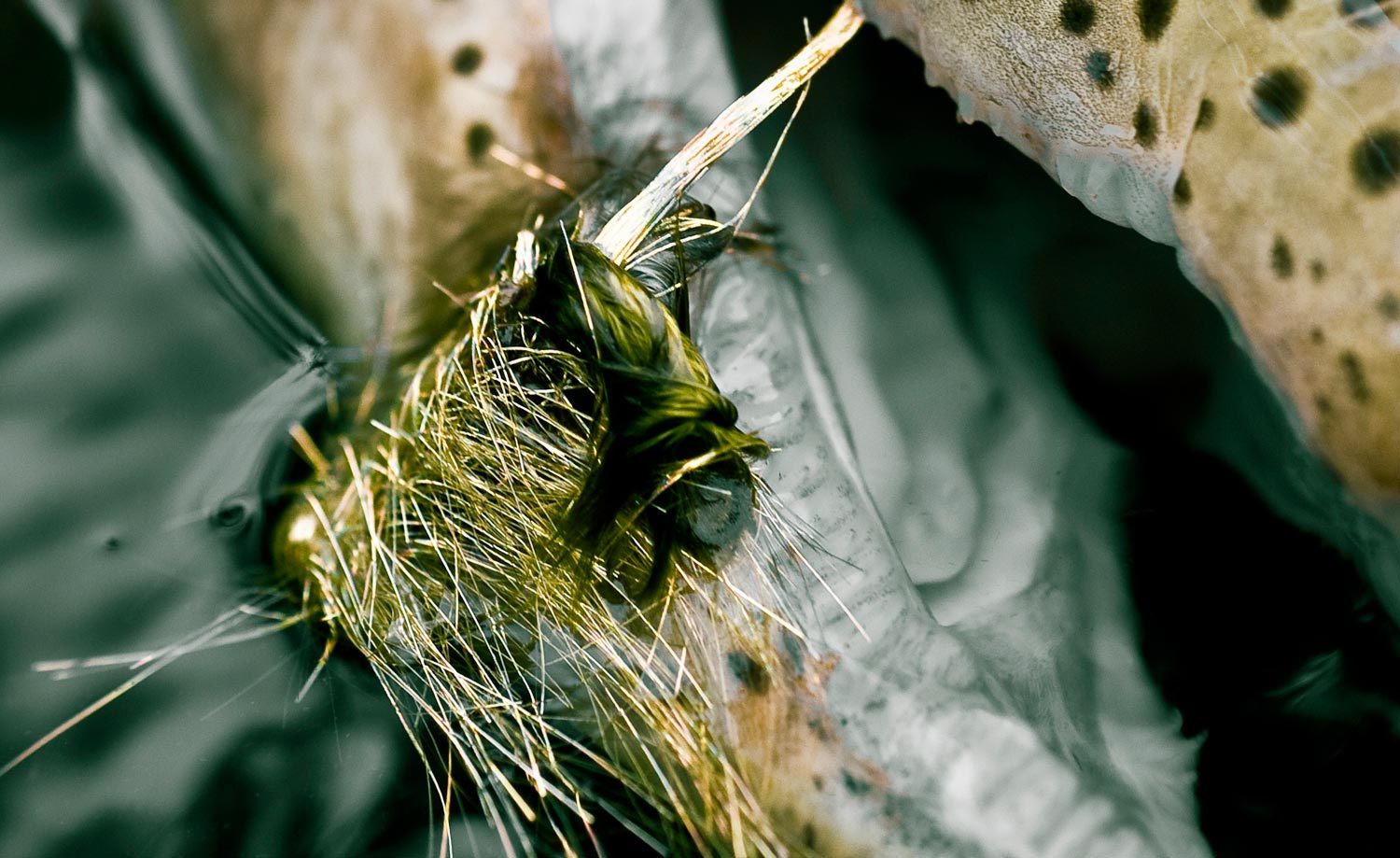 streamers - Fly Fishing, Gink and Gasoline, How to Fly Fish, Trout  Fishing, Fly Tying