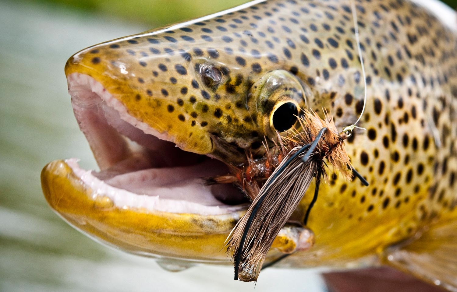 Fly Fishing for Brown Trout in the Summer and Early Fall - Fly Fishing, Gink and Gasoline, How to Fly Fish, Trout Fishing, Fly Tying