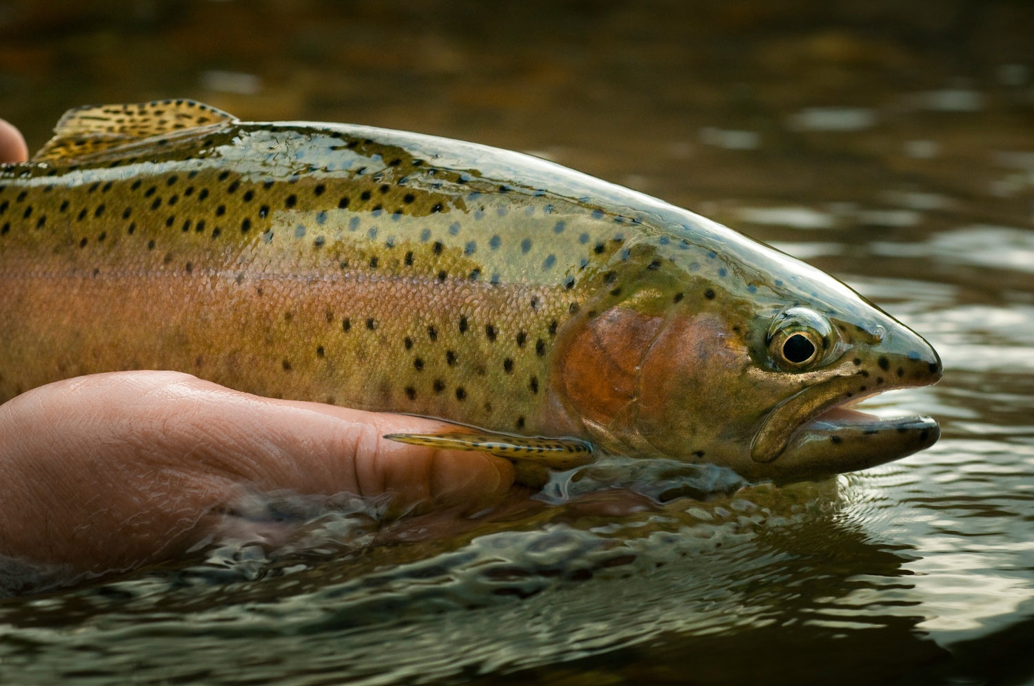 6 Easy Tips to Help Fly Anglers Catch Educated Trout - Fly Fishing