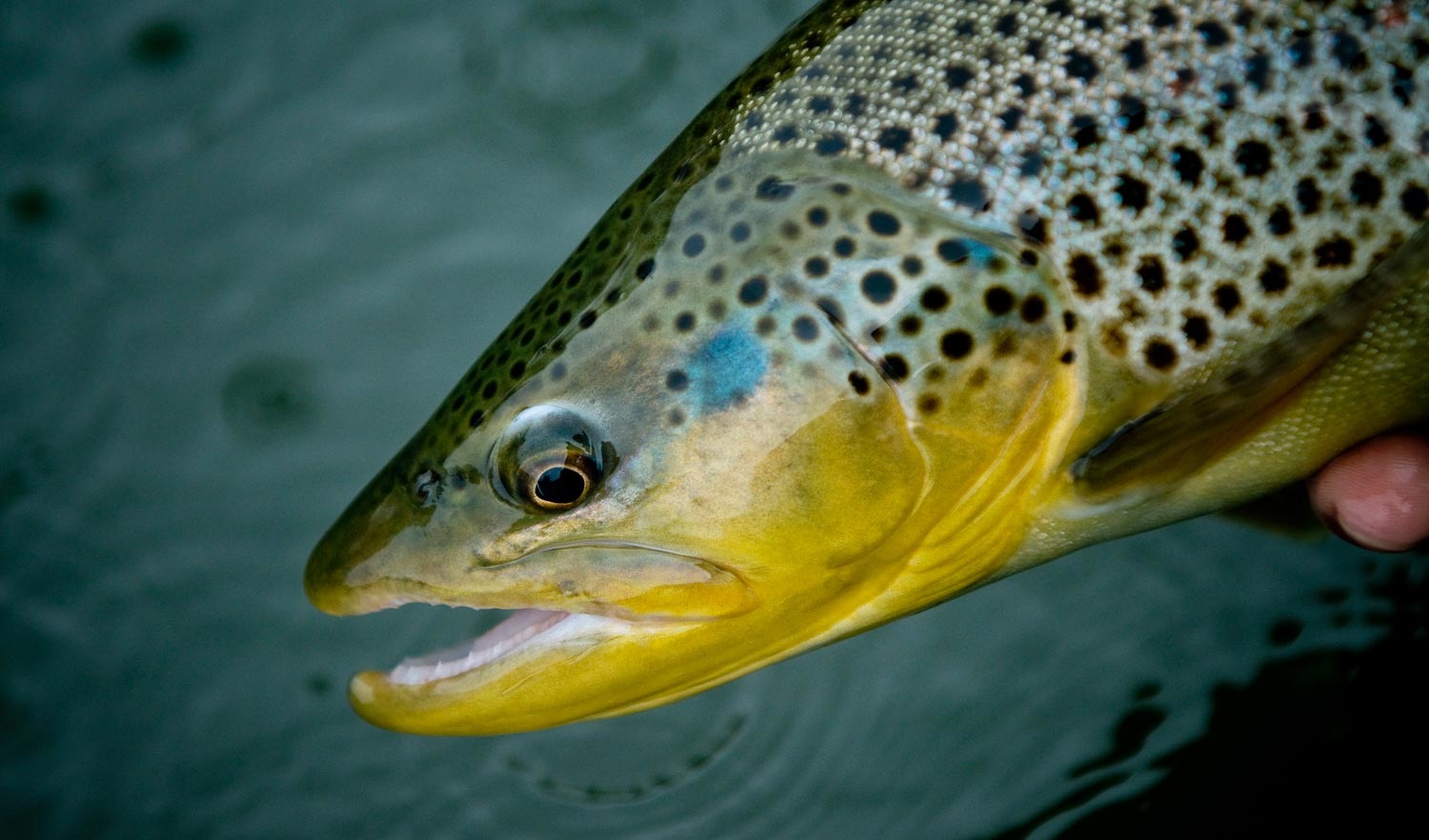 Fly Fishing: 6 Sight-Fishing Tips for Shallow Water Trout - Fly Fishing, Gink and Gasoline, How to Fly Fish, Trout Fishing, Fly Tying