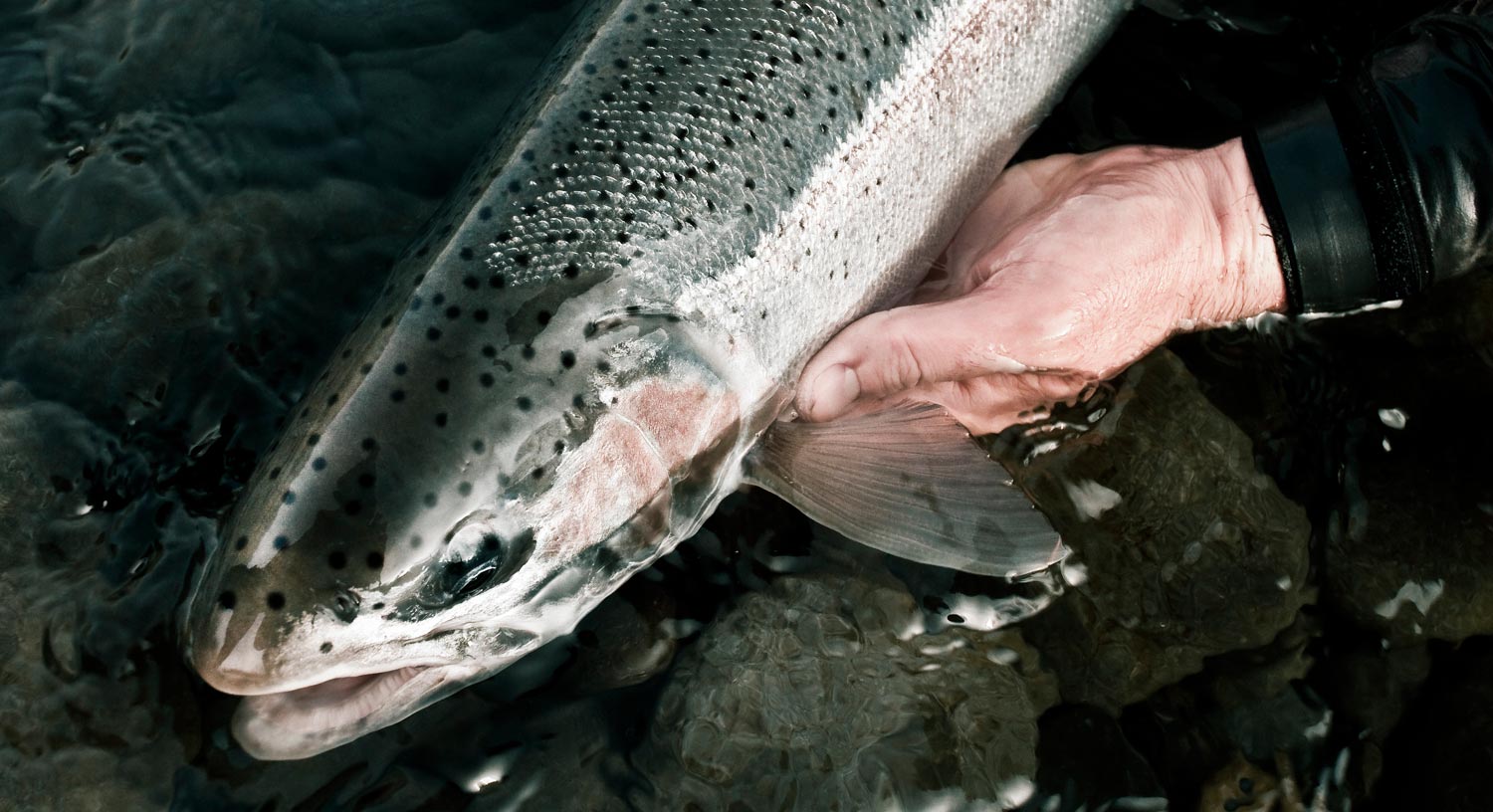 You May Be Killing Steelhead And Not Even Know It - Fly Fishing