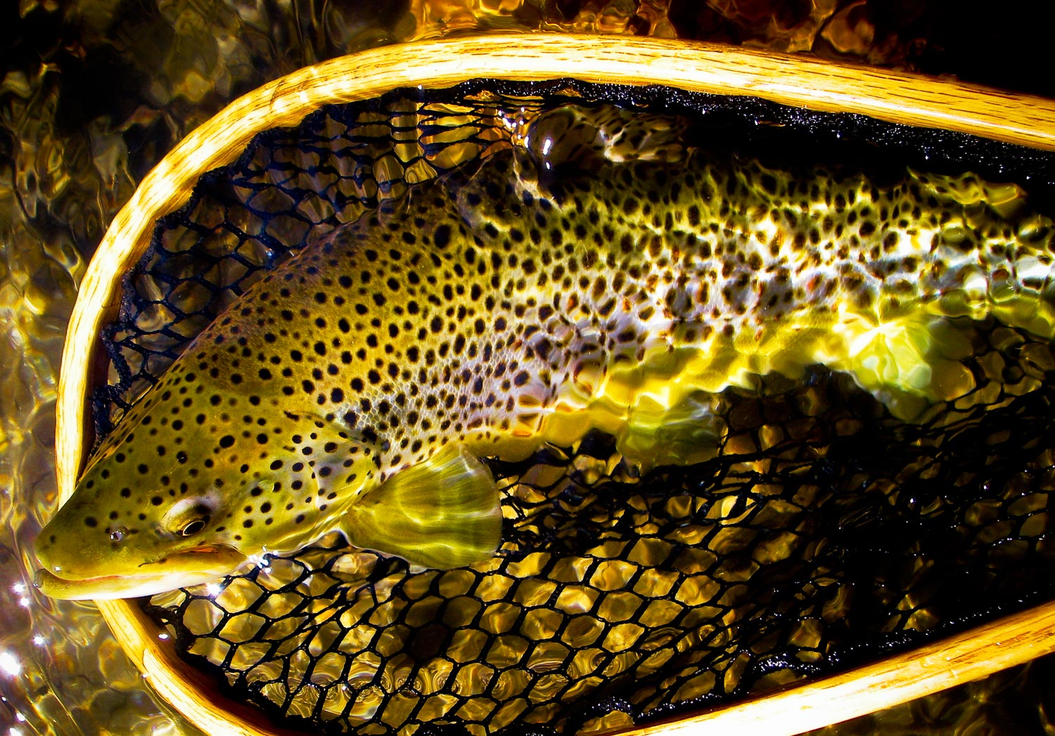 Choosing The Right Color Lens For Your Fishing - Fly Fishing, Gink and  Gasoline, How to Fly Fish, Trout Fishing, Fly Tying