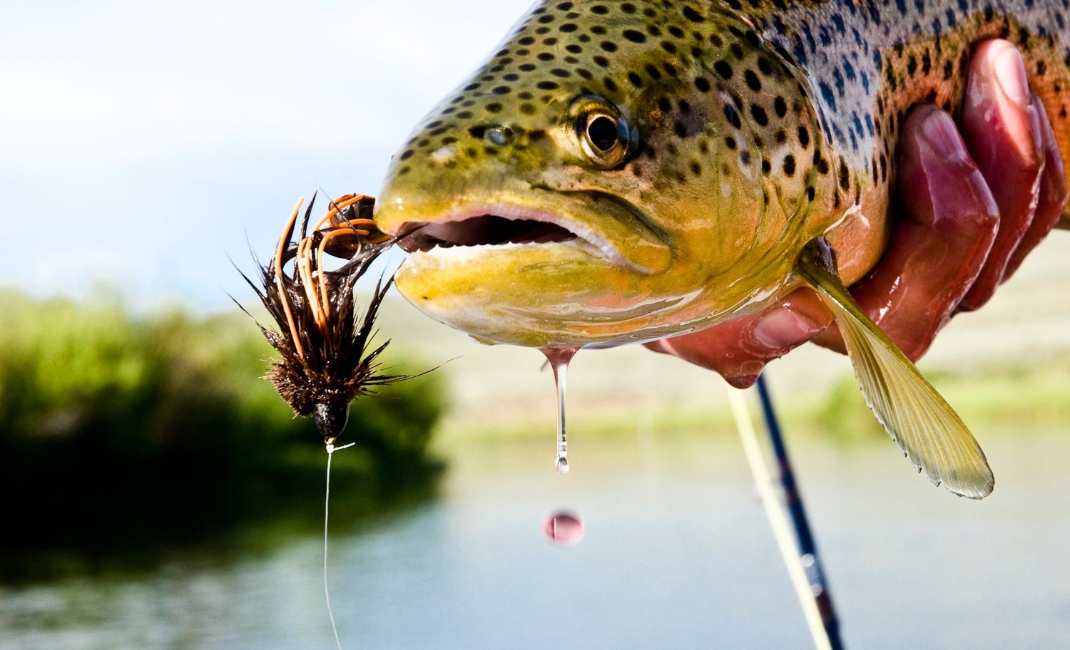 fly fishing with streamers - Fly Fishing, Gink and Gasoline