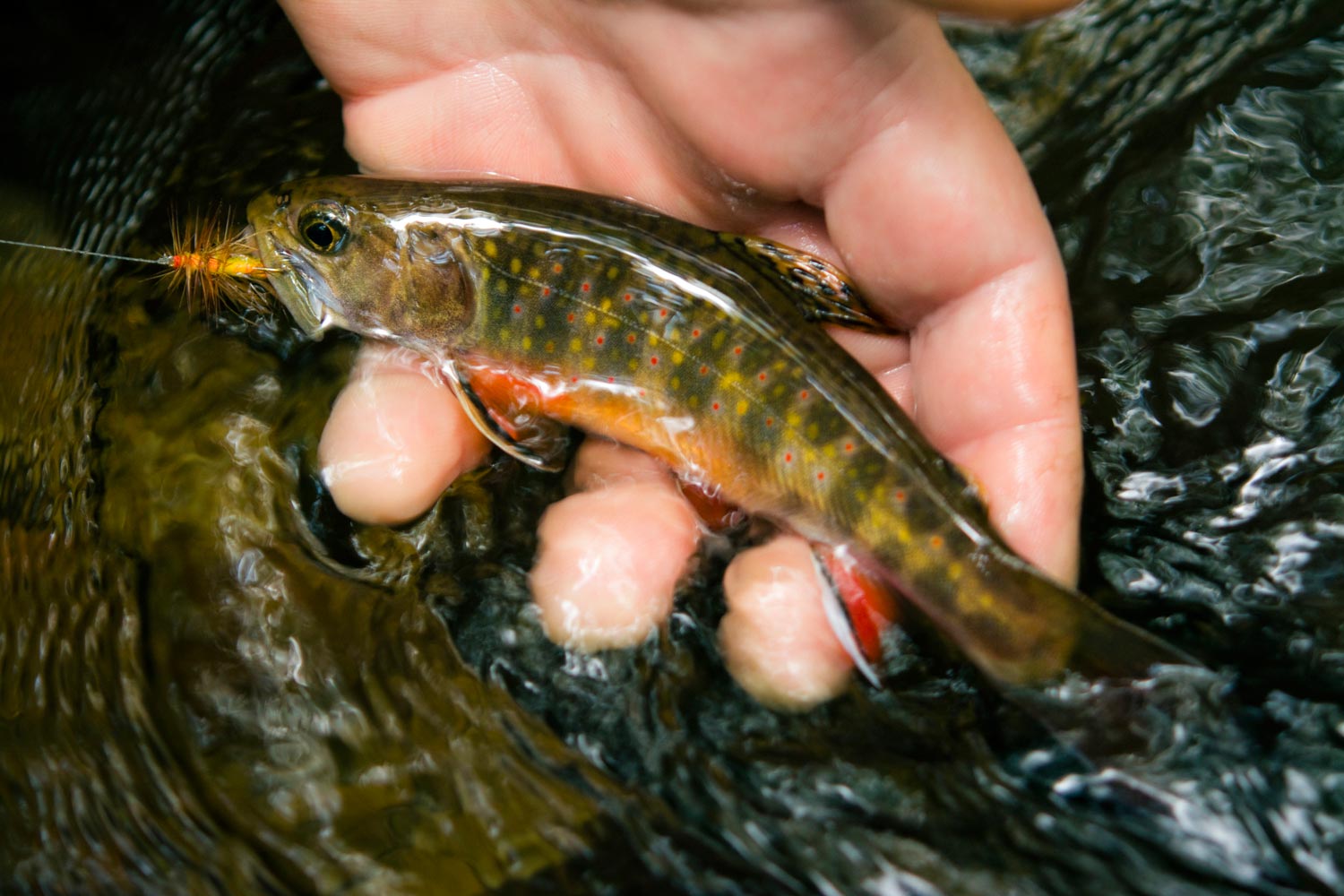 Fishing Creel with Brook Trout Stock Image - Image of lure