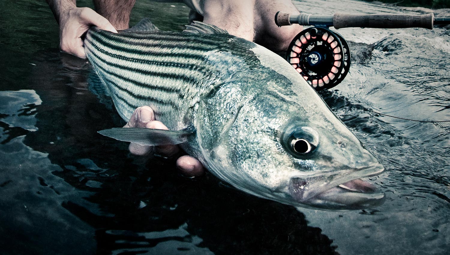 striped bass on fly - Fly Fishing, Gink and Gasoline