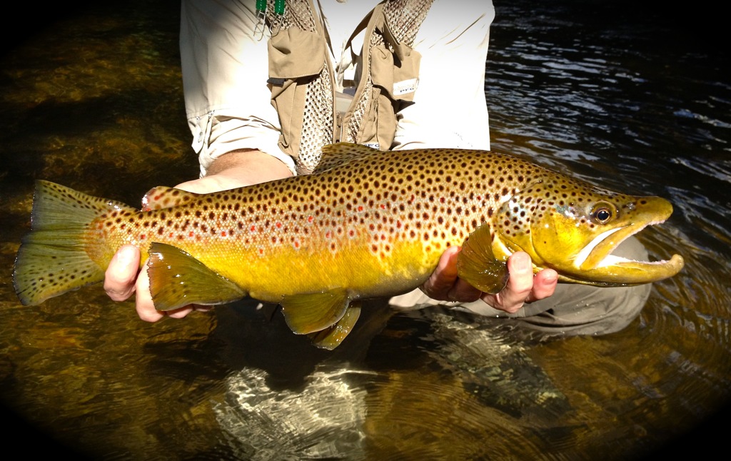 Streamer Fishing For Trophy Browns: Is Your Streamer Big Enough