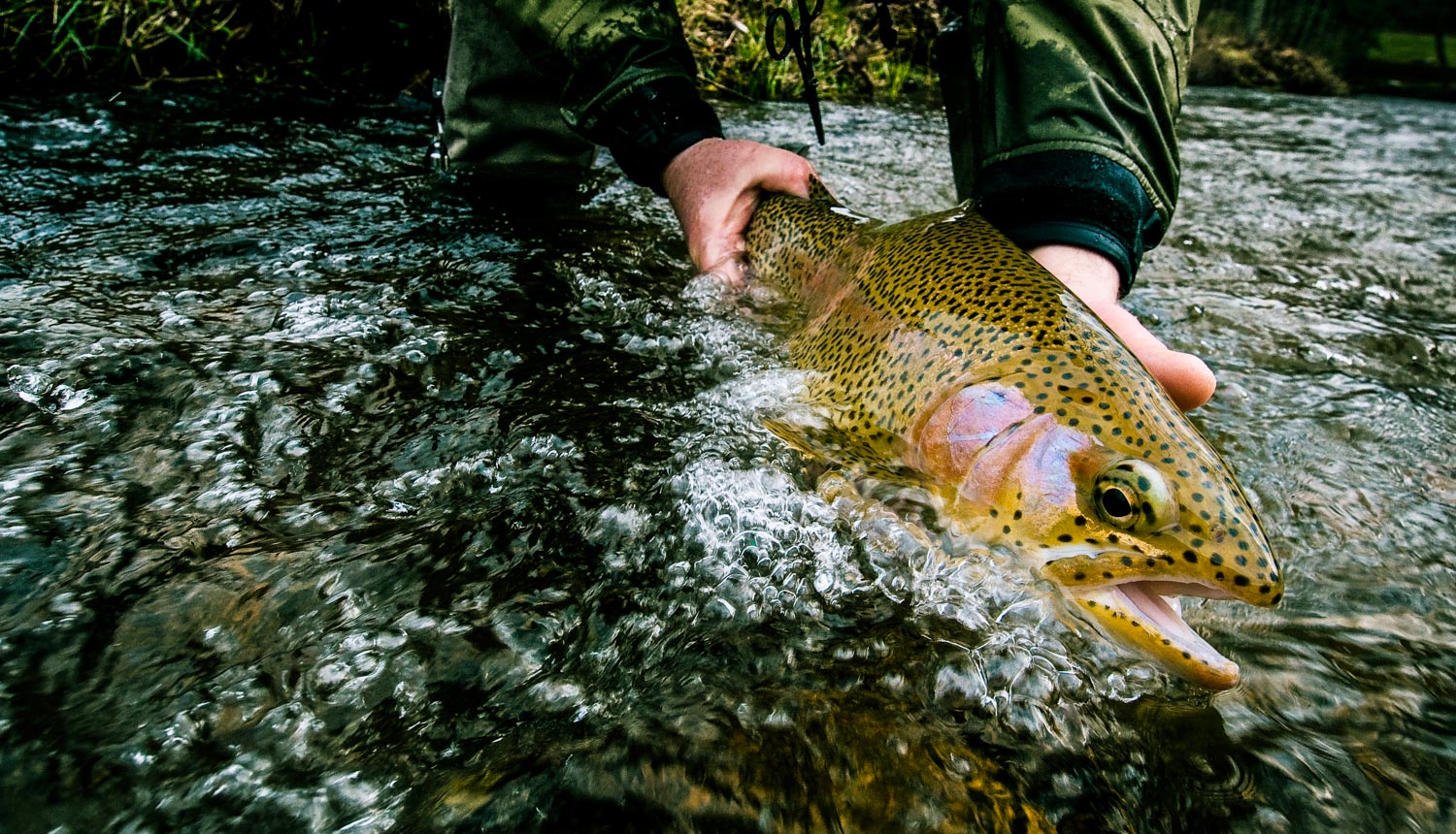 Tandem Tactics for Trout. Part One: Touching The Surface - Fly Fishing, Gink and Gasoline, How to Fly Fish, Trout Fishing, Fly Tying