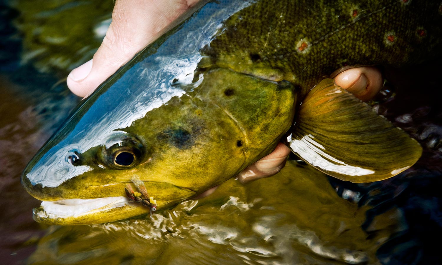 terrestrial flies - Fly Fishing, Gink and Gasoline, How to Fly Fish, Trout  Fishing, Fly Tying