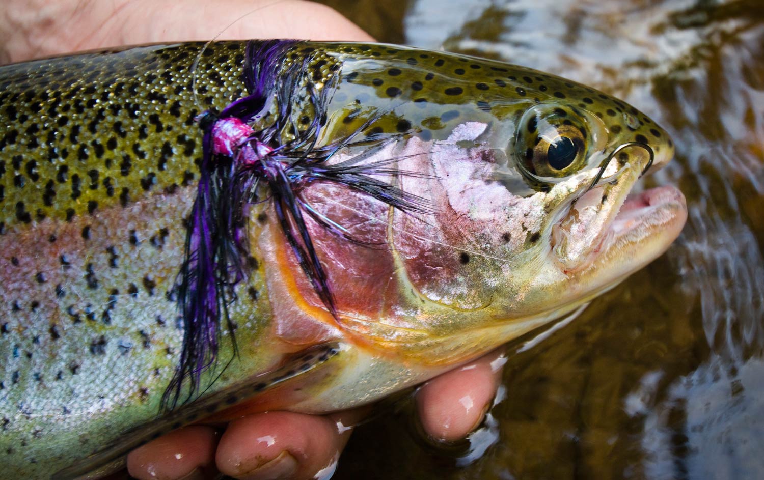 Swinging Steelhead Flies for Trout - Fly Fishing, Gink and Gasoline, How  to Fly Fish, Trout Fishing, Fly Tying