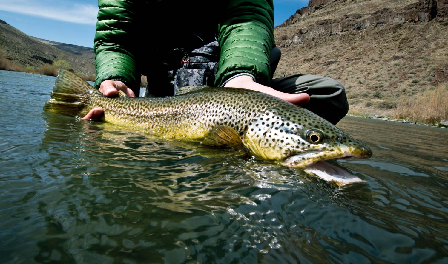 Trigger a Brown Trout's Predatory Instinct by Streamer Fishing in the Fall