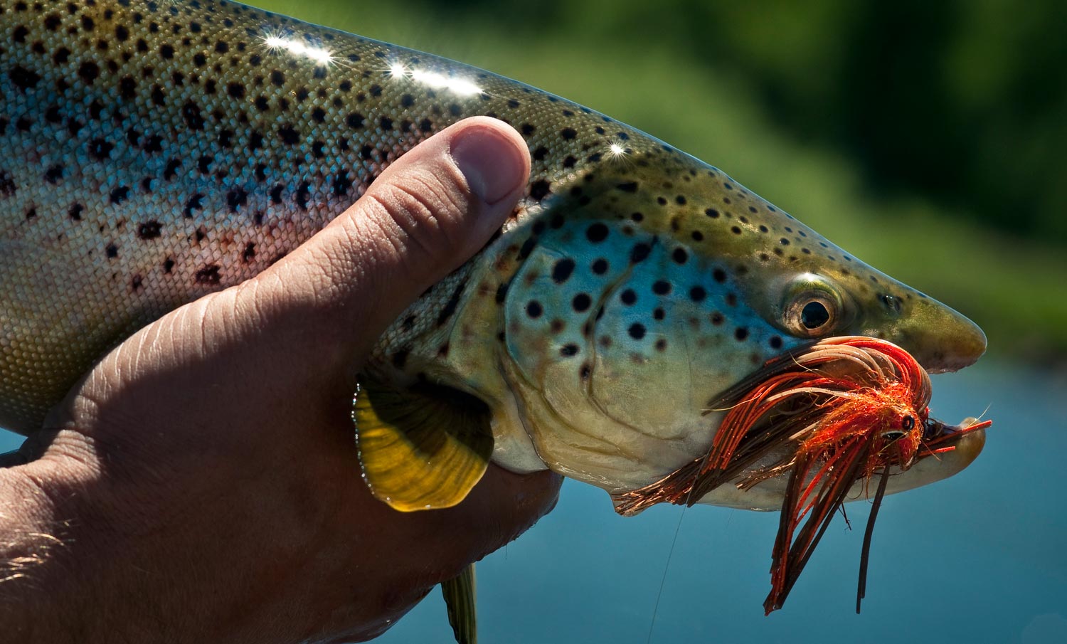 Trout Streamers And The Problem With Pushing Water - Fly Fishing, Gink and  Gasoline, How to Fly Fish, Trout Fishing, Fly Tying