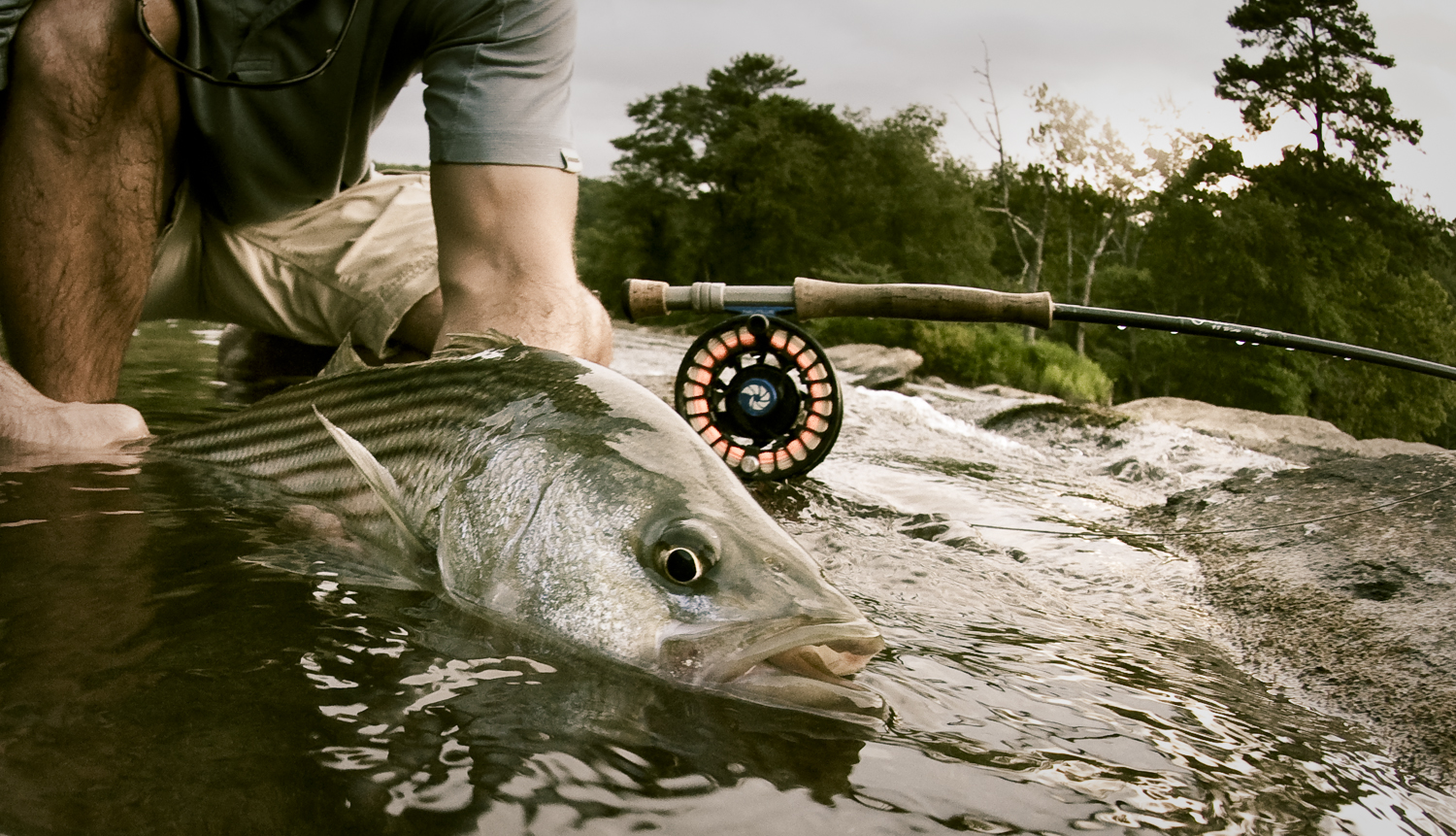 fly fishing for striper - Fly Fishing, Gink and Gasoline