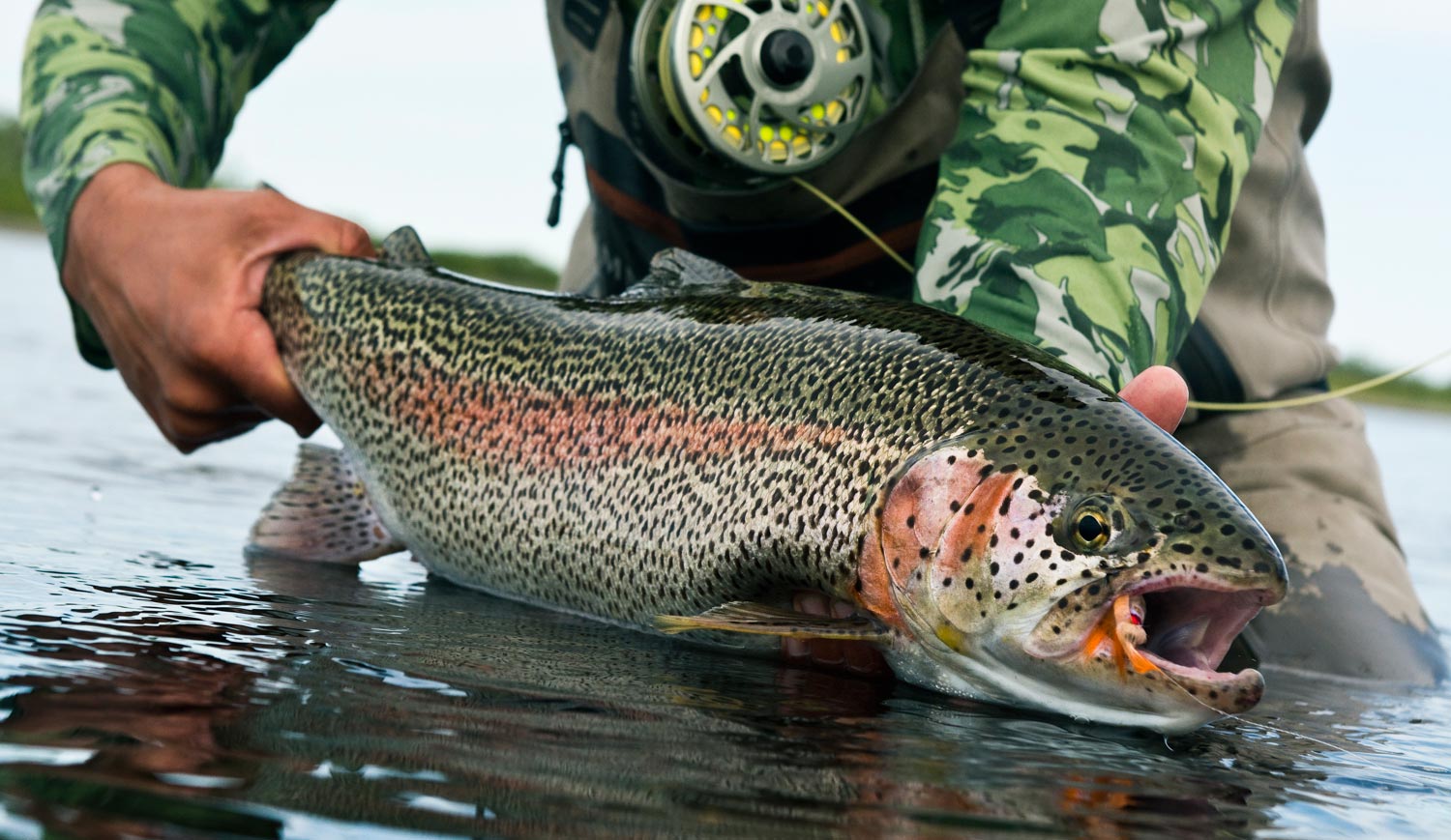 FLY FISHING For BIG Brown Trout in TINY Water 