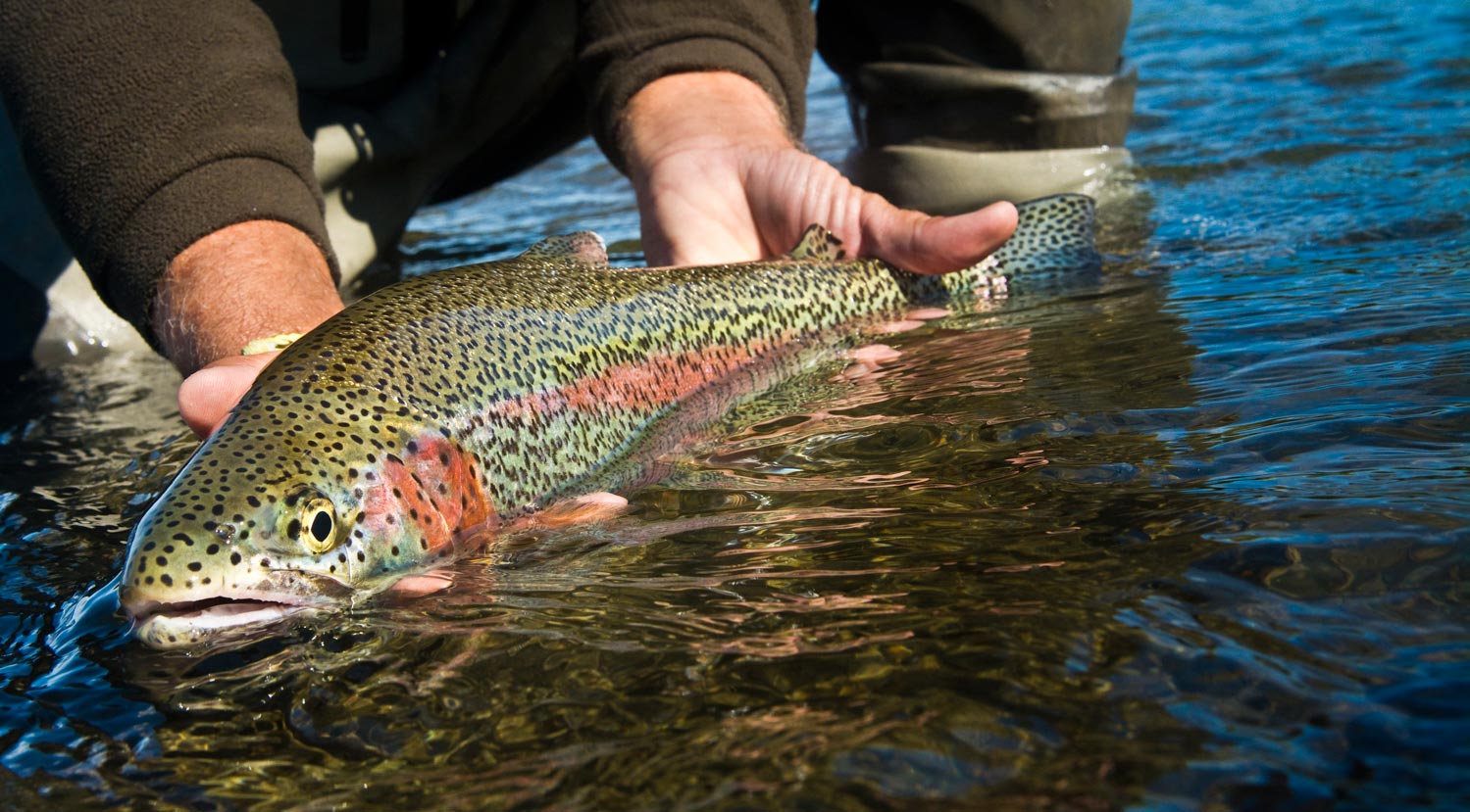 Everything You Wanted To Know About Flyfishing Leaders But Were Afraid To  Ask - Fly Fishing, Gink and Gasoline, How to Fly Fish, Trout Fishing, Fly  Tying