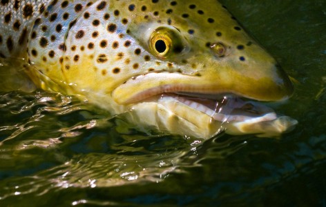 Ways To Determine The Sex Of A Trout Fly Fishing Gink And