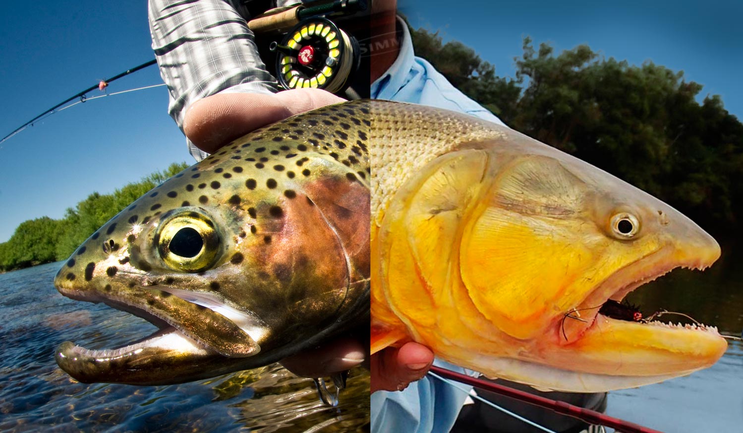 Big Adventure! Patagonia Trout and Argentina Golden Dorado - Fly Fishing, Gink and Gasoline, How to Fly Fish, Trout Fishing, Fly Tying