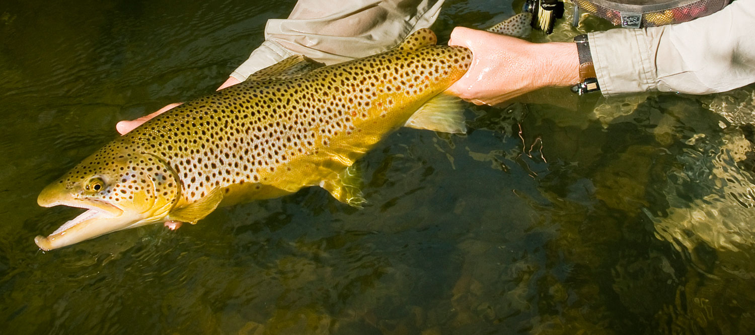 Catch Trophy Brown Trout By Stacking The Odds In Your Favor - Fly Fishing, Gink and Gasoline, How to Fly Fish, Trout Fishing, Fly Tying