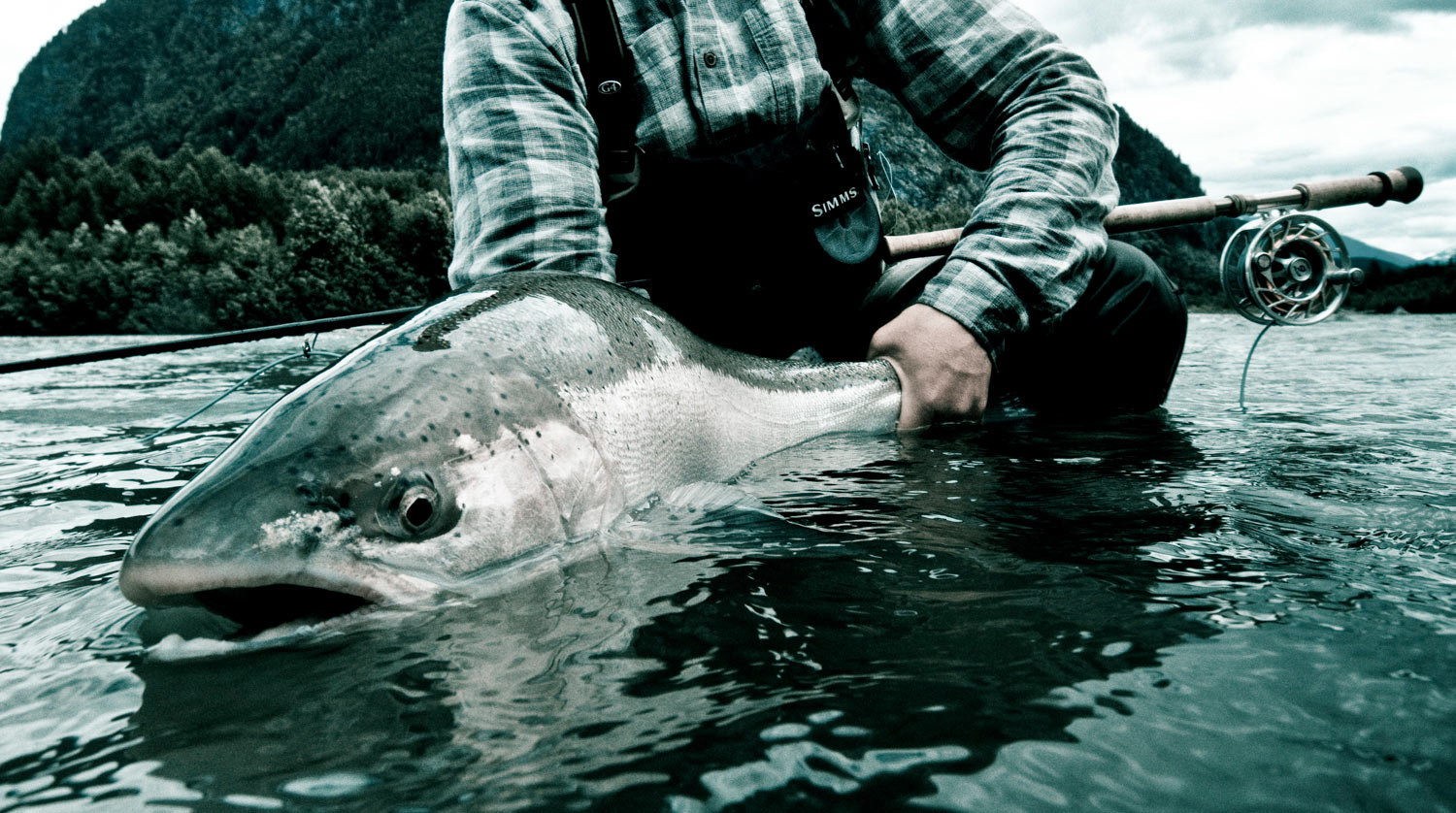 WTF Is A Steelhead Anymore? - Fly Fishing, Gink and Gasoline, How to Fly  Fish, Trout Fishing, Fly Tying