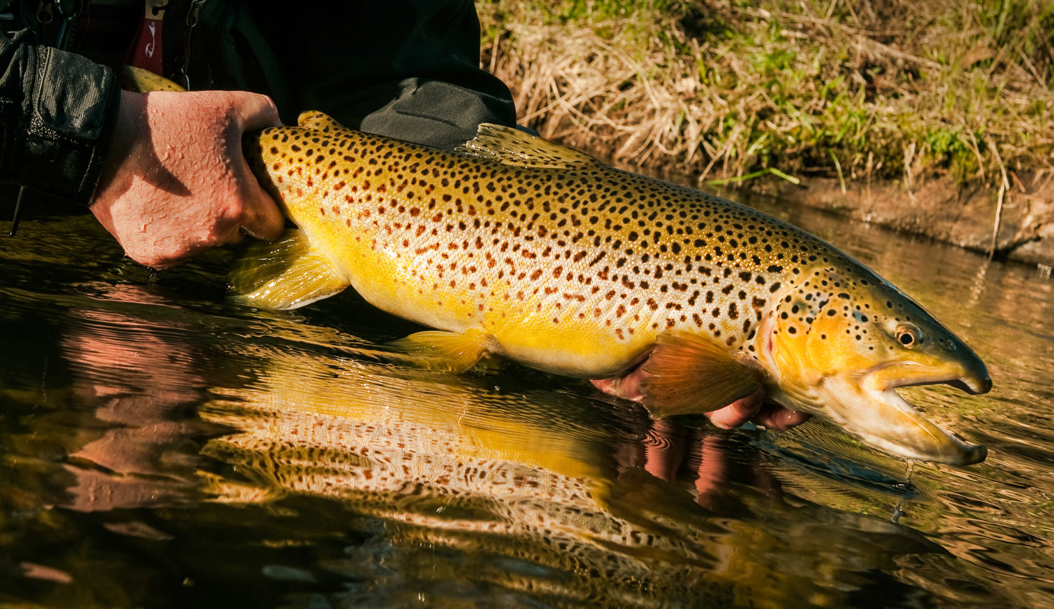 How To Caych A Trophy Brown Trout - Fly Fishing, Gink and Gasoline, How  to Fly Fish, Trout Fishing, Fly Tying