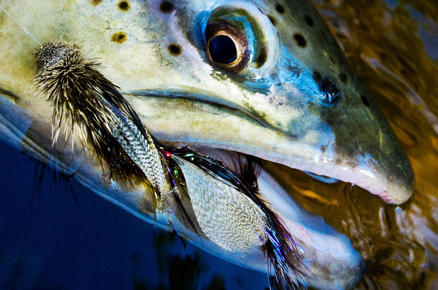 4 Proven Ways To Effectively Fish A Streamer - Fly Fishing