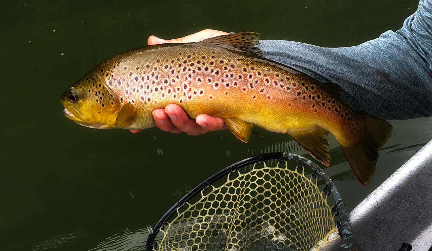 Familiar Waters, New Predators - Fly Fishing, Gink and Gasoline, How to  Fly Fish, Trout Fishing, Fly Tying