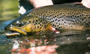 12 Tips For Hike-In Fly-Fishing - Fly Fishing, Gink and Gasoline, How to Fly  Fish, Trout Fishing, Fly Tying