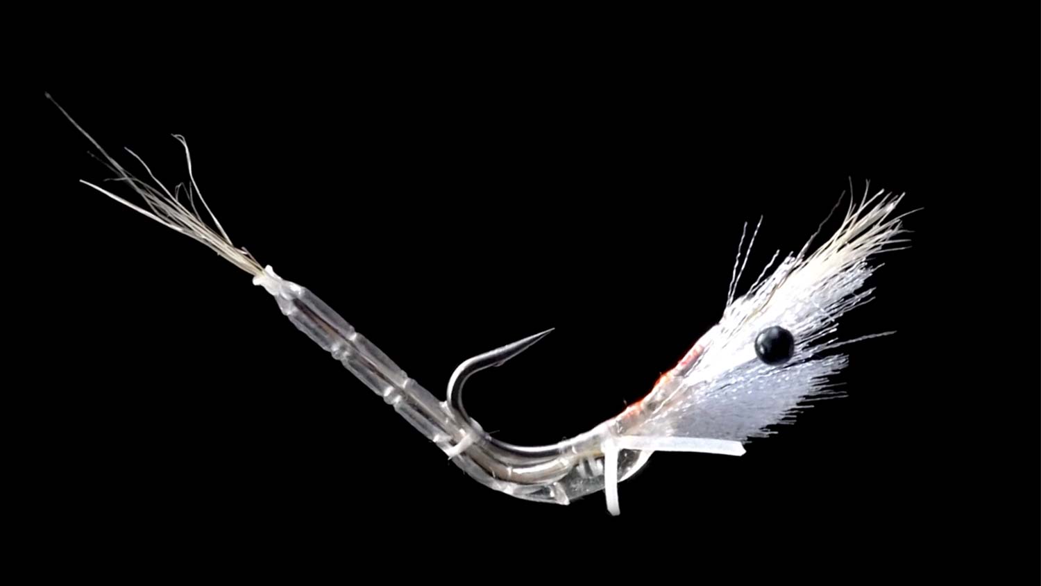 Shrimp Part 1: Mysis Shrimp - Fly Fishing